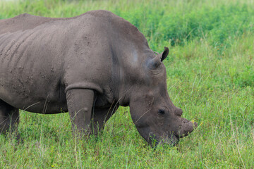 Obraz premium White rhinoceros standing in green African savanna grassland