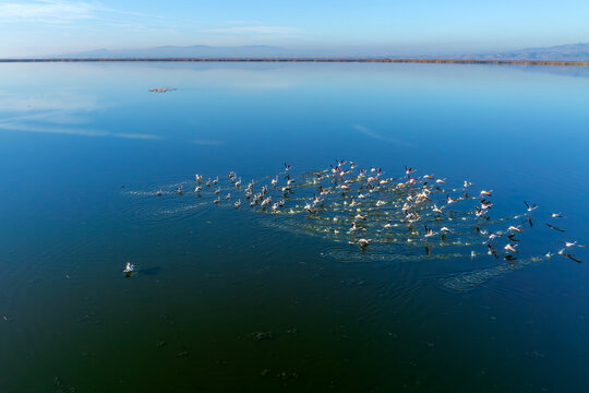 Eber lake and flamingos resting on the lake, Afyonkarahisar, Turkey