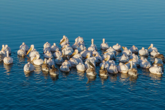 Eber lake and pelicans resting on the lake, Afyonkarahisar, Turkey