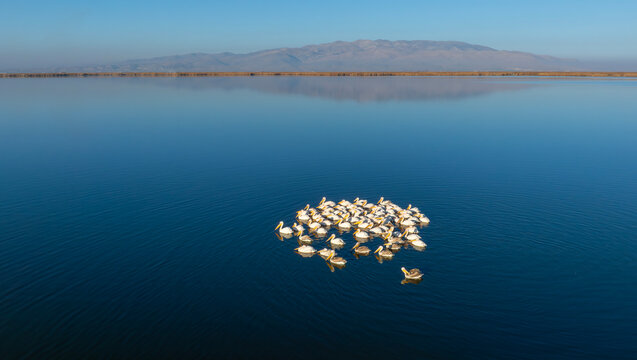 Eber lake and pelicans resting on the lake, Afyonkarahisar, Turkey