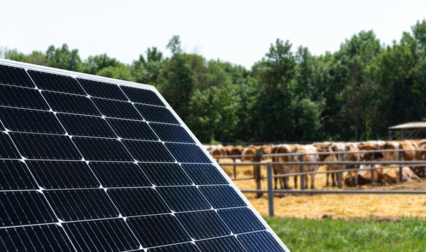 Solar panel at modern livestock farm