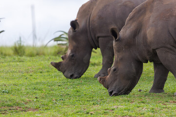 Obraz premium Two white rhinoceroses grazing on grass in African savanna