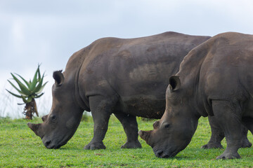 Obraz premium Two white rhinoceroses grazing on grass in African savanna