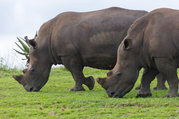 Obraz premium Two white rhinoceroses grazing on grass in African savanna