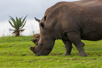 Fototapeta premium Two white rhinoceroses grazing on grass in African savanna