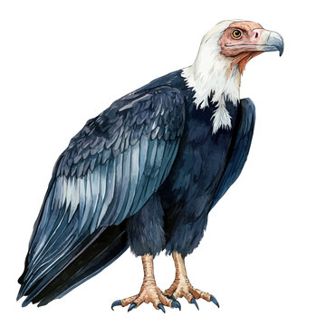 Condor, watercolor illustration featuring playful movement and lively expressions, isolated on a white background.