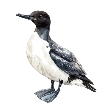 Common Murre, watercolor illustration featuring playful movement and lively expressions, isolated on a white background.