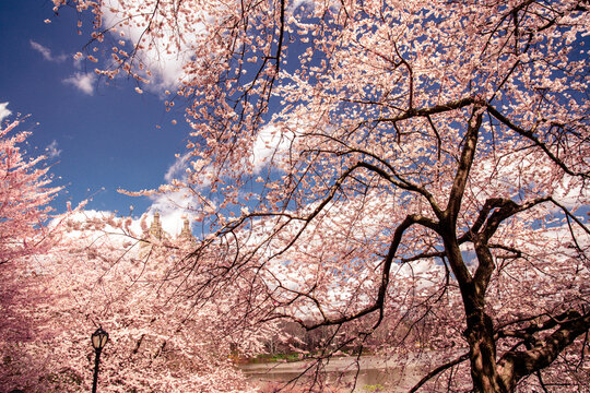 Central Park in New York City in the spring with flowering trees blossoming