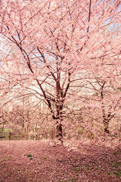 Central Park in New York City in the spring with flowering trees blossoming