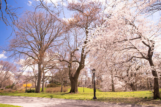 Central Park in New York City in the spring with flowering trees blossoming