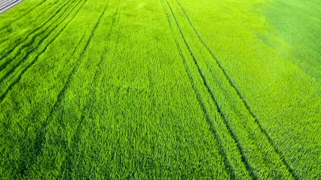 Drone Flyover Green Crop Rows