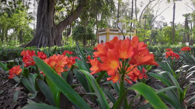 Blooming orange flowers in Maria Luisa Park in Seville. Beautiful clivia flowers in a public park in Seville, Spain. Gimbal shot
