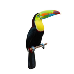 Fototapeta premium Vibrant toucan perched on a branch with a colorful beak and feathers isolated on transparent background