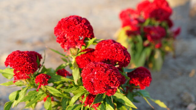 Vibrant red celosia cristata cockscomb plants in a sustainable water wise garden