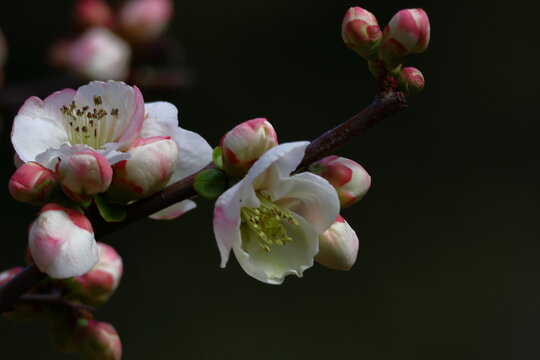 華やかに咲く