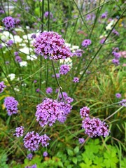 Obraz premium Clusters of delicate purple blossoms bloom gracefully in the gardens of Downing College in Cambridge, England.
