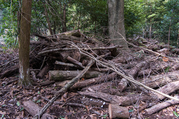 Fototapeta premium Stacked Cut Logs in Mountain Forest, Piled Timber in Natural Woodland
