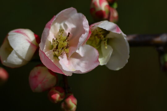 華やかに咲く