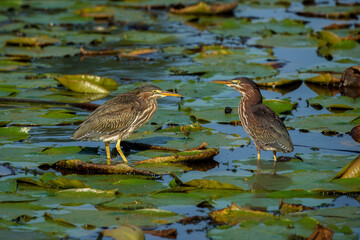 Fototapeta premium Green Herons in the Pond