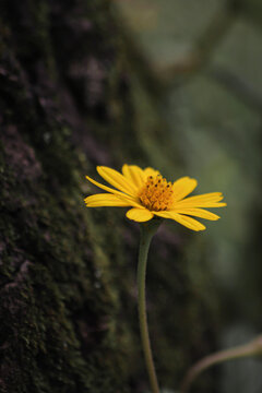 Close-up of a vibrant yellow daisy-like flower (Arnica montana) blooming in a sunny garden.
