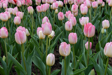 Group of pink tulips growing in a garden during spring season with green leaves and brown soil around them