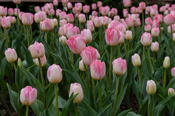 Tulips bloom in park during spring near city center with green stems and pink flowers