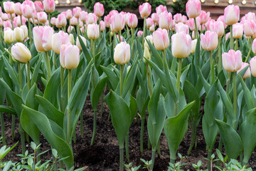 Pink tulips grow in a garden during spring, attracting visitors with their beauty and bright colors