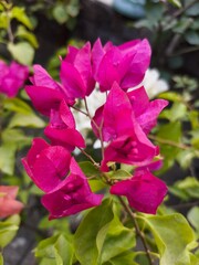 Vibrant pink bougainvillea blooms in a sunny garden