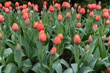 Flowers bloom in a garden with orange tulips during spring near public park in the afternoon light