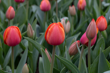Bright tulips bloom in a garden showcasing different colors and shapes during the spring season in a flower field