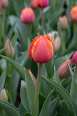 Tulips bloom in spring garden showcasing vibrant colors with green leaves surrounding the flowers