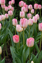 Pink tulips bloom in a garden during springtime near a walking path with trees in the background and a clear sky above