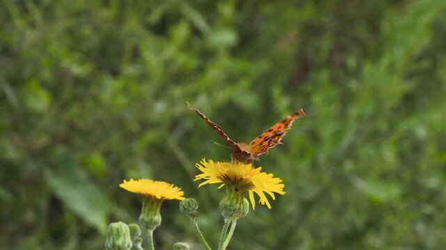 Comma Butterfly with Ragged Wings Feeding on Yellow Wildflower