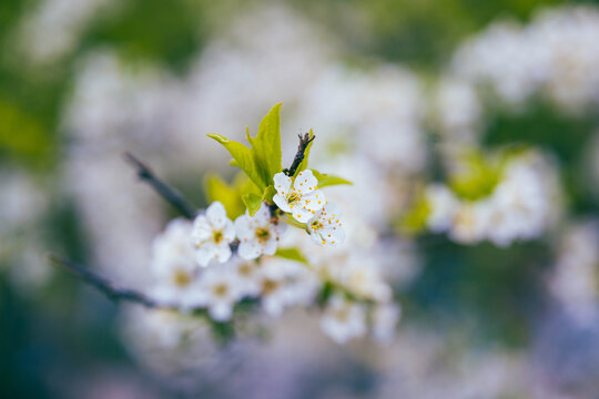 cherry plum tree bloom