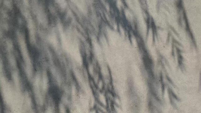 Real time video 4k footage. The shadows of leaves rustling in the wind fell upon the gray concrete wall.