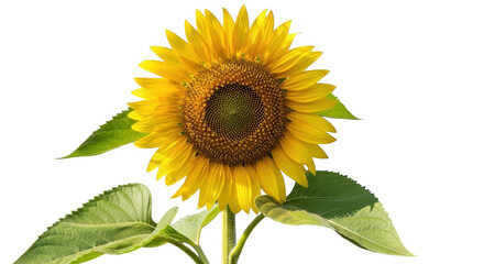 Obraz premium Bright yellow sunflower with green leaves and with yellow flower cut out