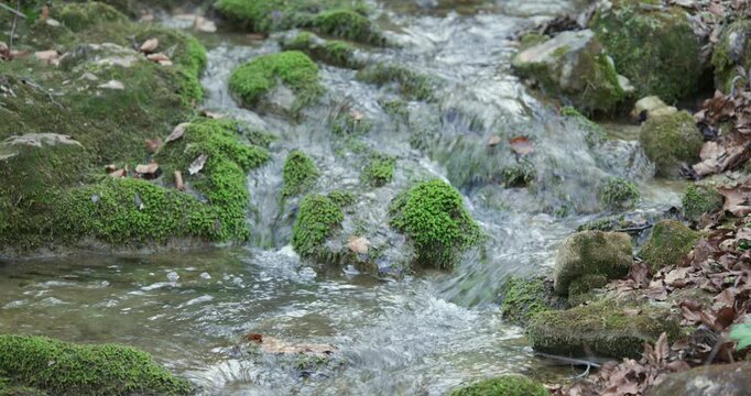 Scenic shot of a shallow freshwater stream trickling and cascading over vibrant green mossy boulders, fallen autumn leaves, and stony riverbed in a quiet woodland.