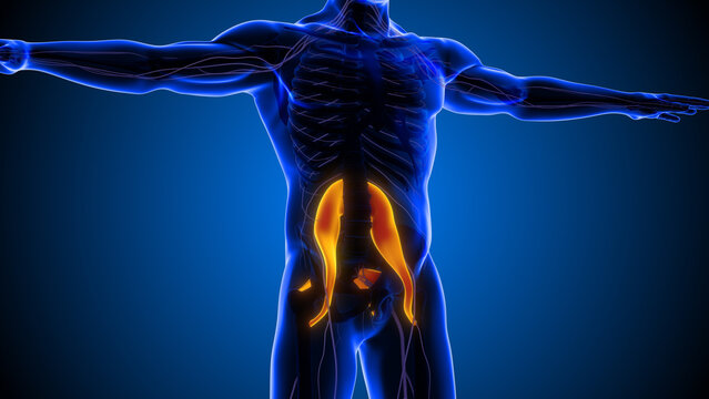 Hip Flexor Psoas Major Muscle Detailed View
