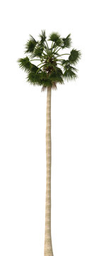 Single palm Tree isolated on transparent background. Cutout palm tree with green palm leaves isolated on transparent background. Tall palm tree isolated on white background. Tropical Palm tree PNG.