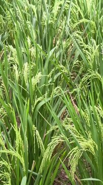 Vertical shot of young green rice plants natural texture for mobile-first organic farming content, 4K.