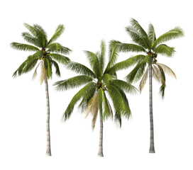 Obraz premium coconut tree isolated on transparent background. Cutout coconut tree with coconut leaves on transparent background. coconut tree isolated on white background. Tropical coconut tree PNG.