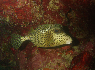 Fototapeta premium Macro Detail of Spotted Trunkfish in Dark Deep Ocean Water