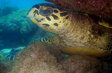 Obraz premium Close Up Portrait of a Hawksbill Sea Turtle Resting on a Coral Reef