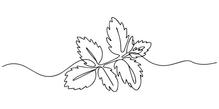 Mint leaf continuous line drawing vector illustration, Vector continuous one single line drawing icon of  fresh garden mint leaves in silhouette sketch on white background. Linear stylized. minimalist