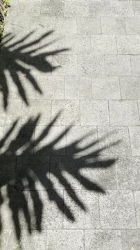 Palm leaf shadows on stone pavement with soft motion. Sunlit tropical background ideal for travel, lifestyle, and branding visuals.