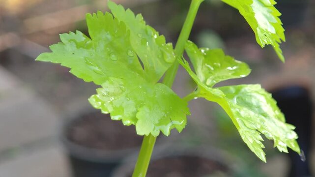 Fresh celery from the farm.