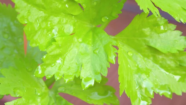 Fresh celery from the farm.