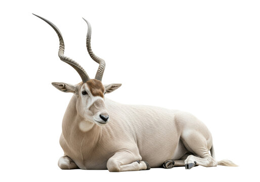 A majestic adult addax antelope featuring long, ridged, spiral horns and a pale sandy coat, isolated on a bright white studio background, conveying serene dignity