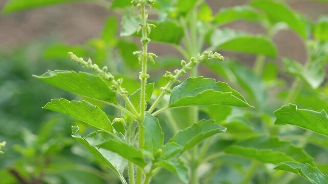 video of young basil leaves