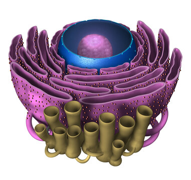 3D Rendering Illustration of a Endoplasmic Tissue and Cell Nucleus.